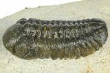 Morocops Trilobite - Ofaten, Morocco #372439-1